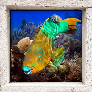 "Parrotfish in the Shallows"