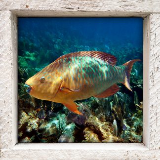 "Parrotfish on the Reef"