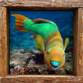 "Parrotfish Over the Corals"