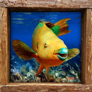 "Parrotfish Over the Seafans"