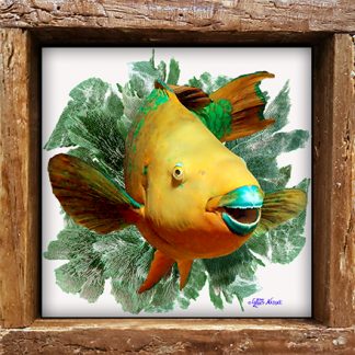 "Parrotfish with Seafans"