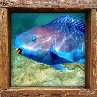 "Parrotfish 4"