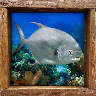 "Permit in the Shallows"