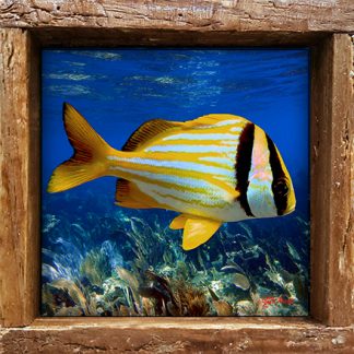 "Porkfish"