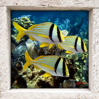 "Porkfish School"