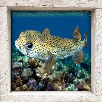 "Puffer"