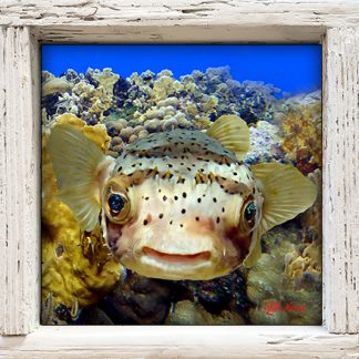 "Puffer In the Corals"