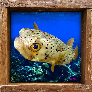 "Puffer in the Deep"