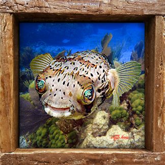"Puffer on the Reef"