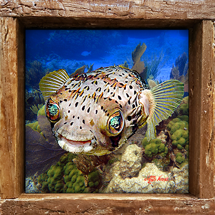 "Puffer on the Reef"