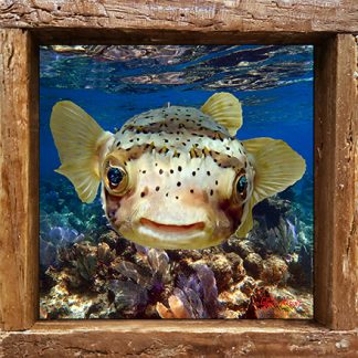 "Puffer over the Reef"