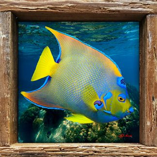 "Queen Angelfish with Coralhead"