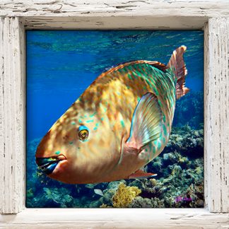"Rainbow Parrotfish"