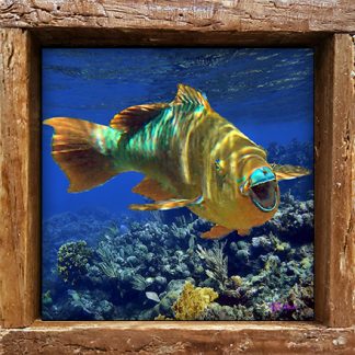 "Rainbow Parrotfish on the Reef"