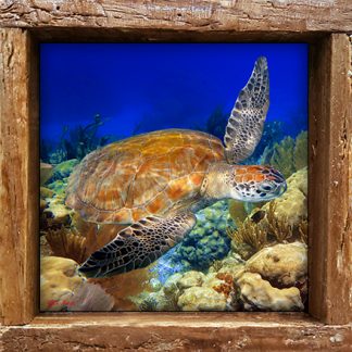 "Reef Top Flyer"