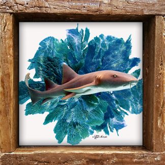 "Seafan Background with Nurses Shark"