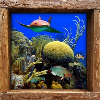 "Shark and Brain Coral"