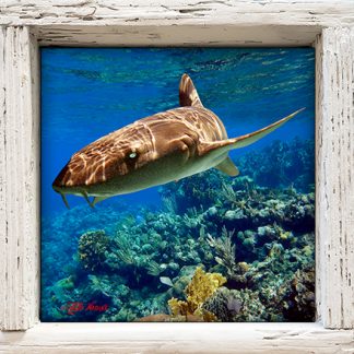 "Shark on the Reef 1"