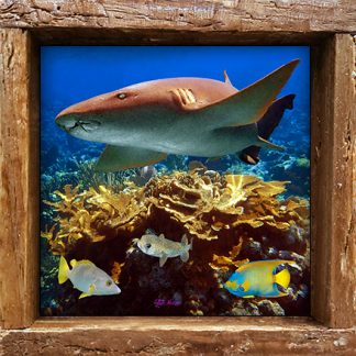 "Shark on the Reef"