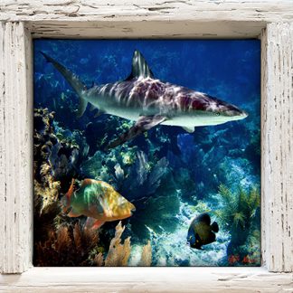"Shark Reef"