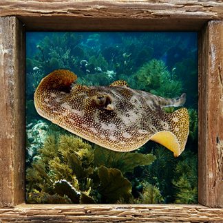 "Skating Across the Reef"