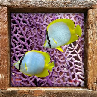 "Spotfins with Seafans"