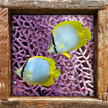 "Spotfins with Seafans"