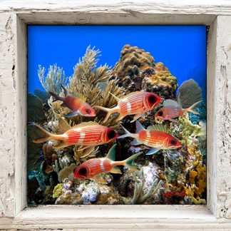 "Squirlfish School"