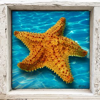 "Starfish Blue Water"