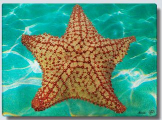 "Starfish in the Sand"