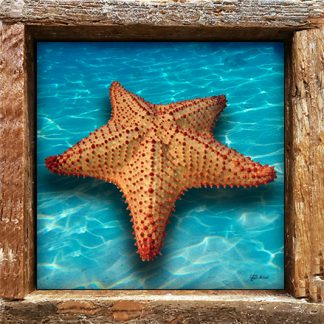 "Starfish on the Beach"