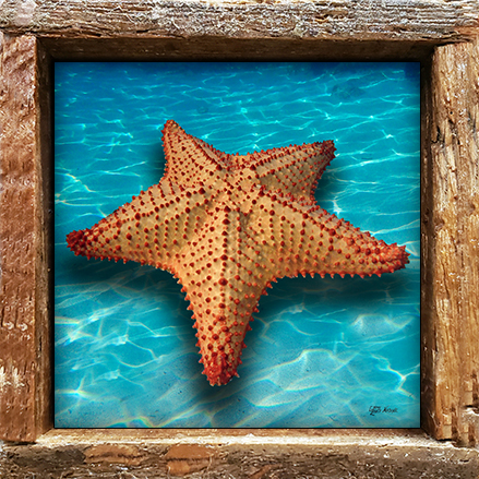 "Starfish on the Beach"