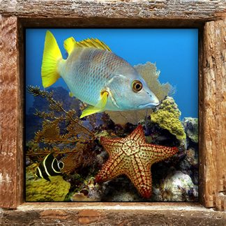 "Starfish on the Reef"