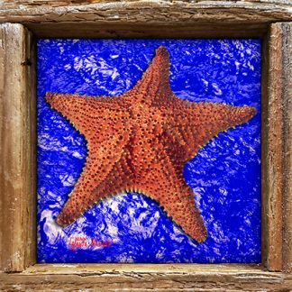 "Starfish with Dark Blue Water"