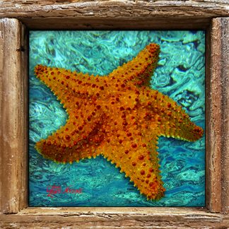 "Starfish with Green Water"