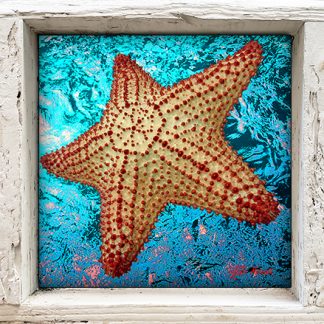"Starfish with Light Blue Water"