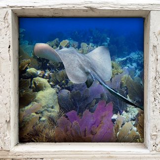 "Sting Ray with Reef"