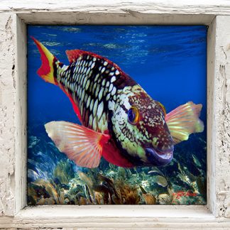 "Spotlight Parrotfish"