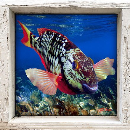 "Spotlight Parrotfish"
