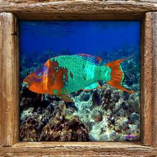 "Supermale Parrotfish"