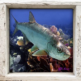 "Tarpon Among the Fans"