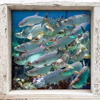 "Tarpon Galore"