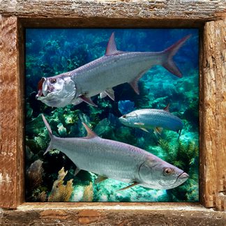 "Three Tarpon"