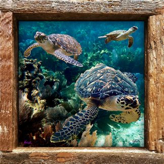 "Three Turtles"