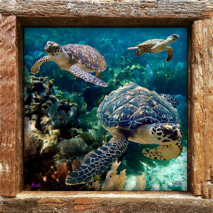 "Three Turtles"