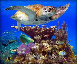 "Tortuga Reef"