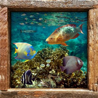 "Tropical Reef 4"