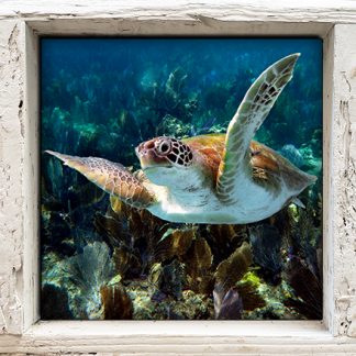 "Turtle #14"