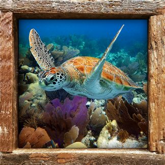 "Turtle #2"
