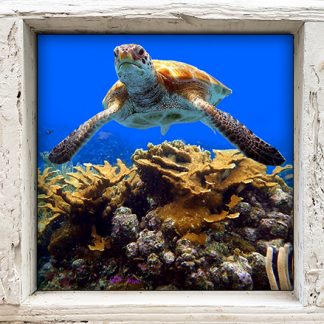 "Turtle #25"